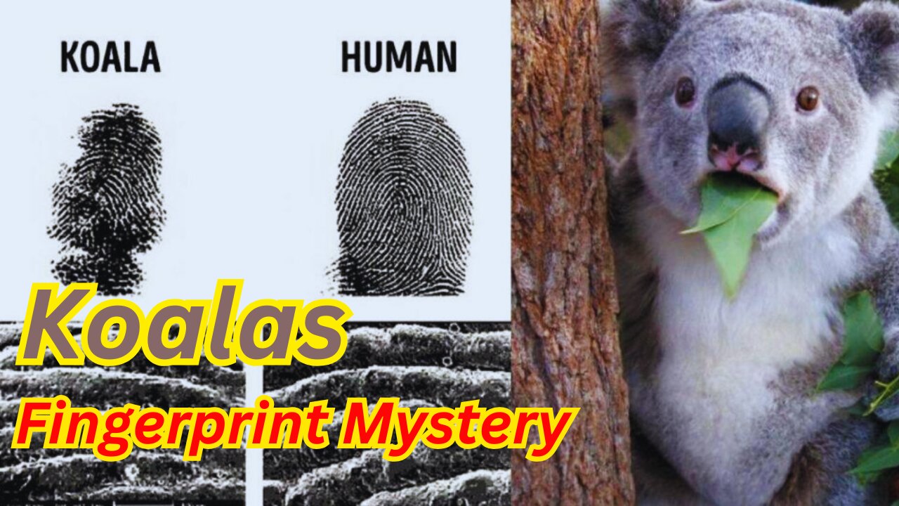Why Koalas Have Fingerprints Like Humans! | #animals #facts #viral