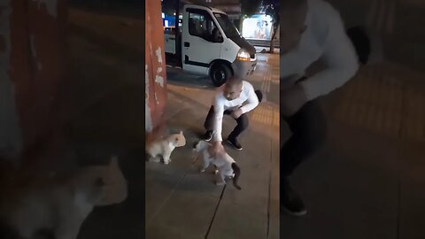 Dude breaks up a cat fight #shorts #funny #cat