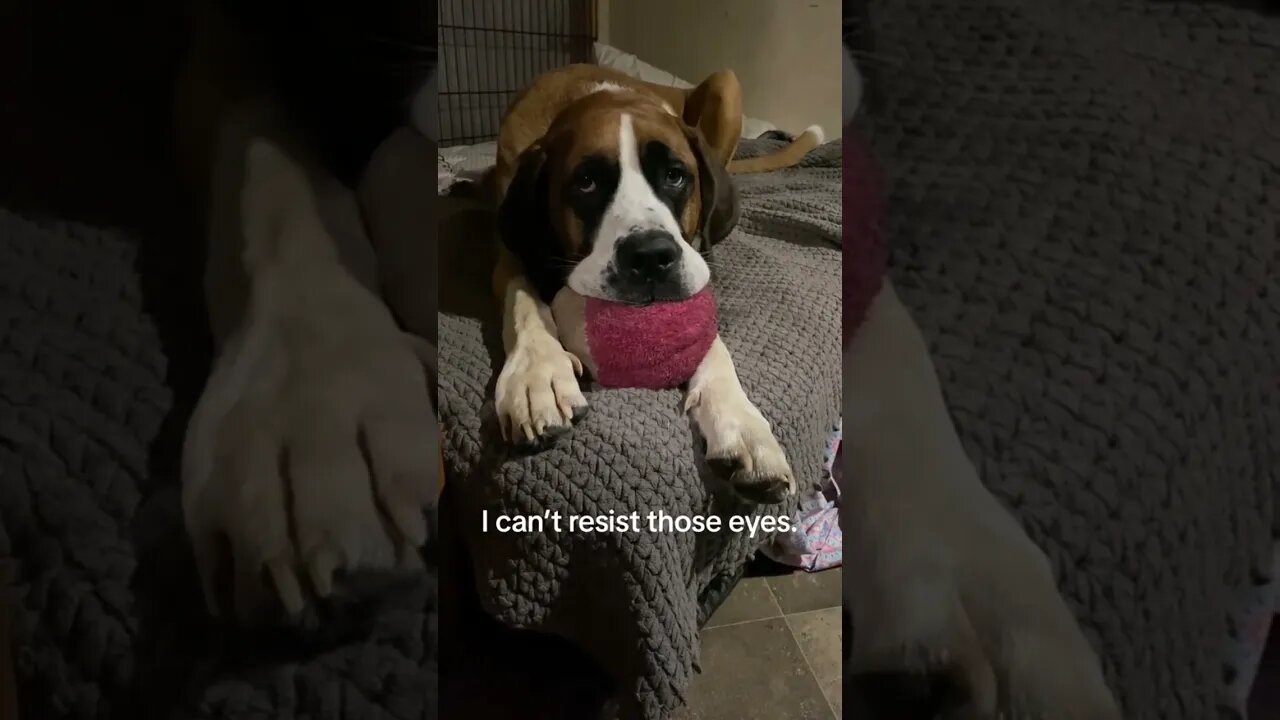 Clyde will have puppy eyes forever #dog #doglover #dogs