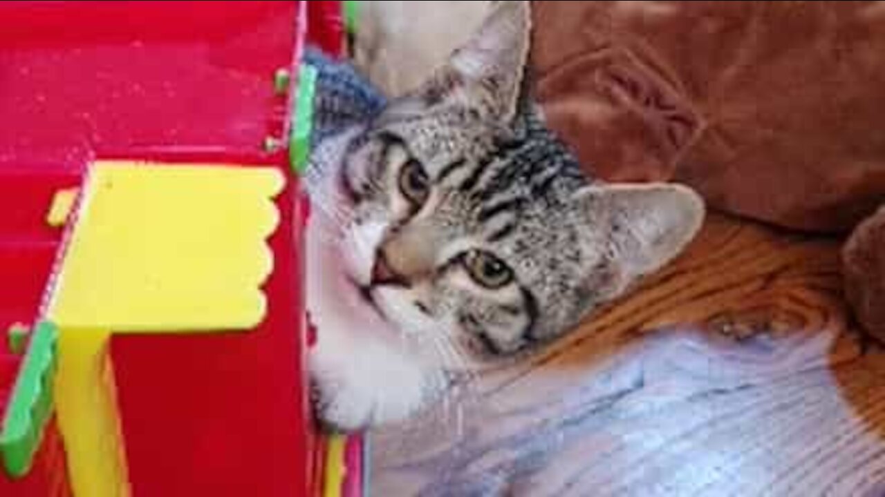 Un chat piégé dans une maison de poupées
