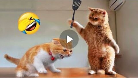 Best dog 🐕 & 🐈 funny video 😂 part #1