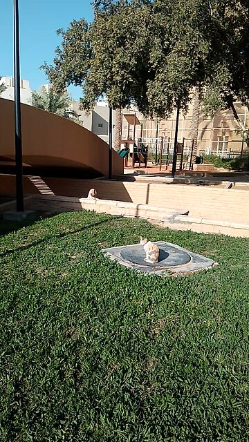 Cute Cat lover Saudia arbia video in garden everyone