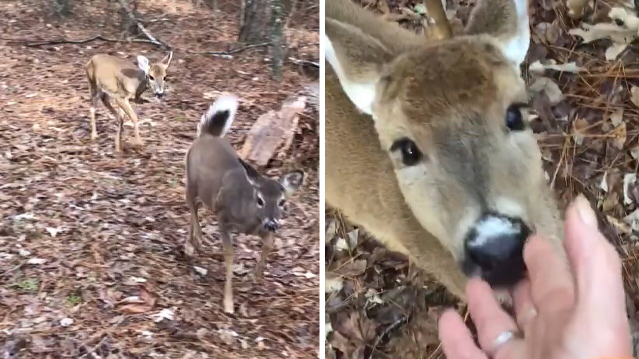 Fawns remember rehabber weeks after released into the wild