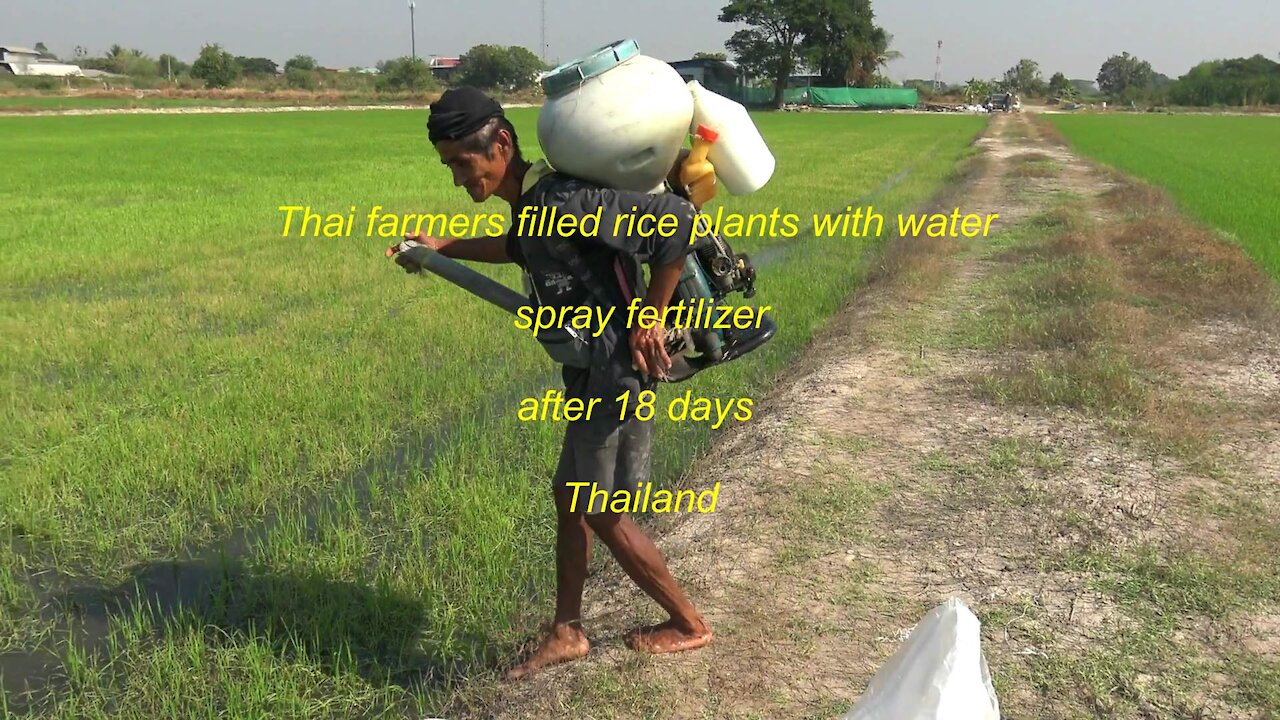 Thai farmers filled rice plants with water and spray fertilizer after 18 days in Thailand