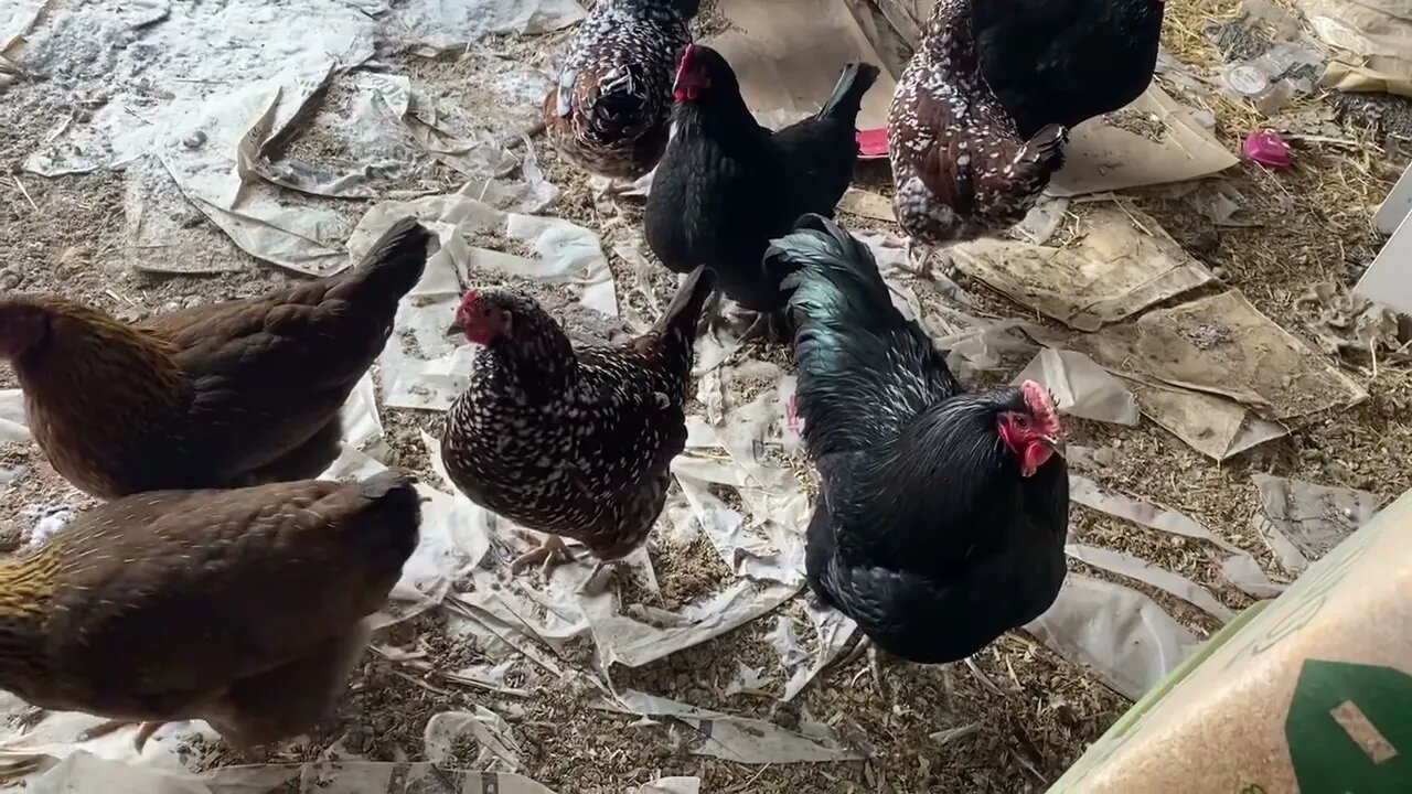 Feeding the chickens in a blizzard- so much snow already!