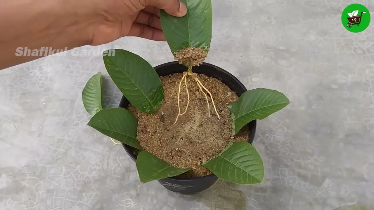 How to grow guava trees from guava leaves