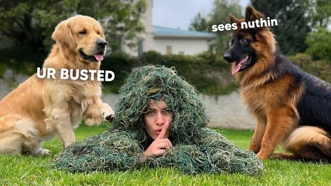 Playing EXTREME Hide and Seek with My Dogs