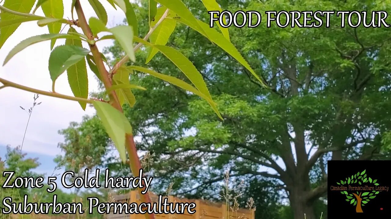 Suburban Permaculture in Zone 5 - Ontario retiree gives a tour of his food forest and garden.