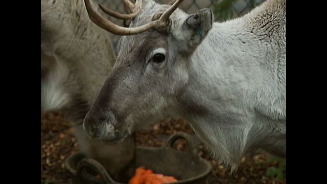 Dobbey The Reindeer Visits The Pub