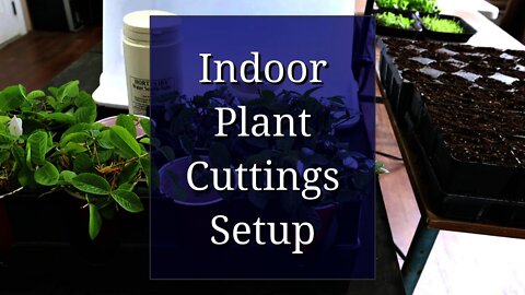 Indoor Setup for Plant Cuttings Propagation
