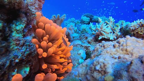 4k Colorful Corals and Fishes | HD Video No Copy Right | Free Video