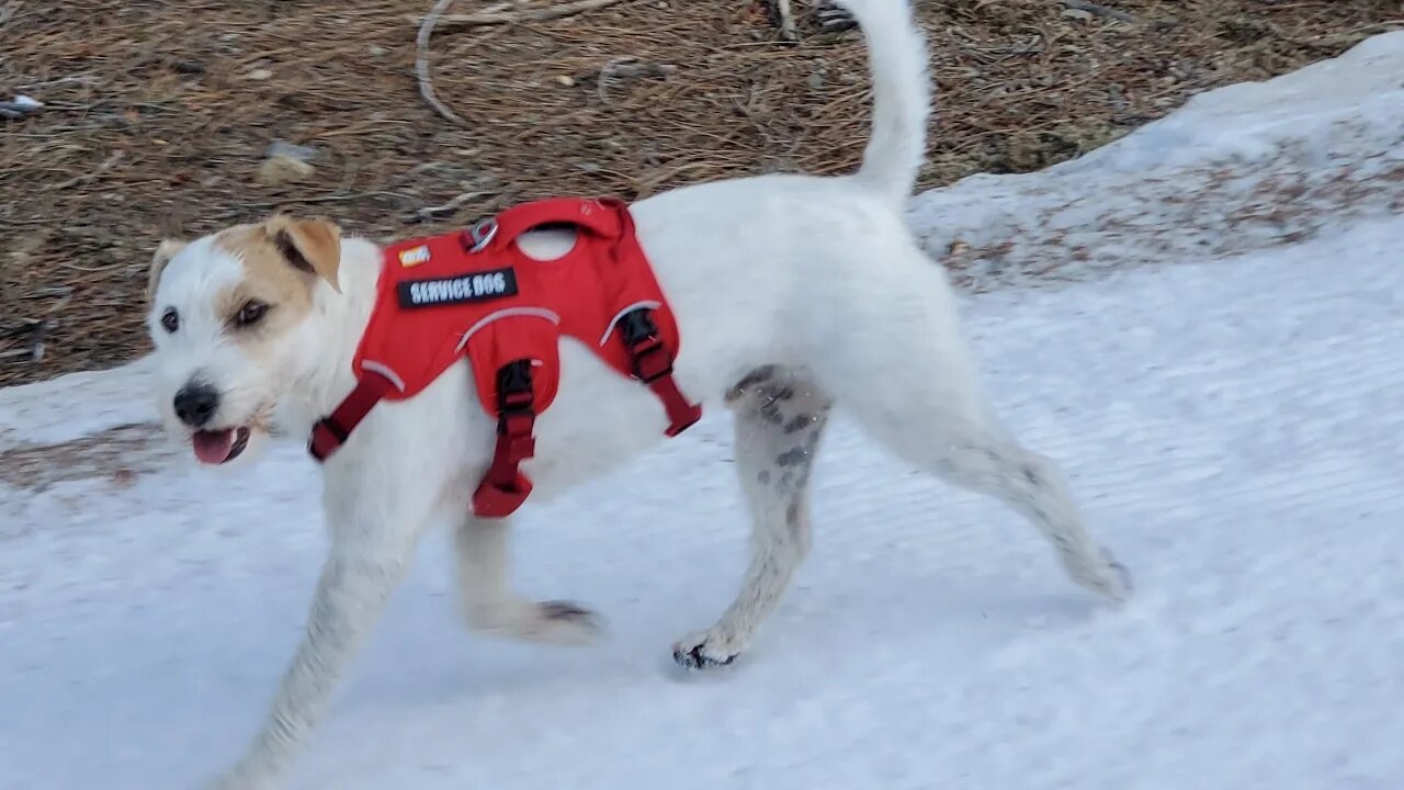 lucky me to handle Ares Jack Russell