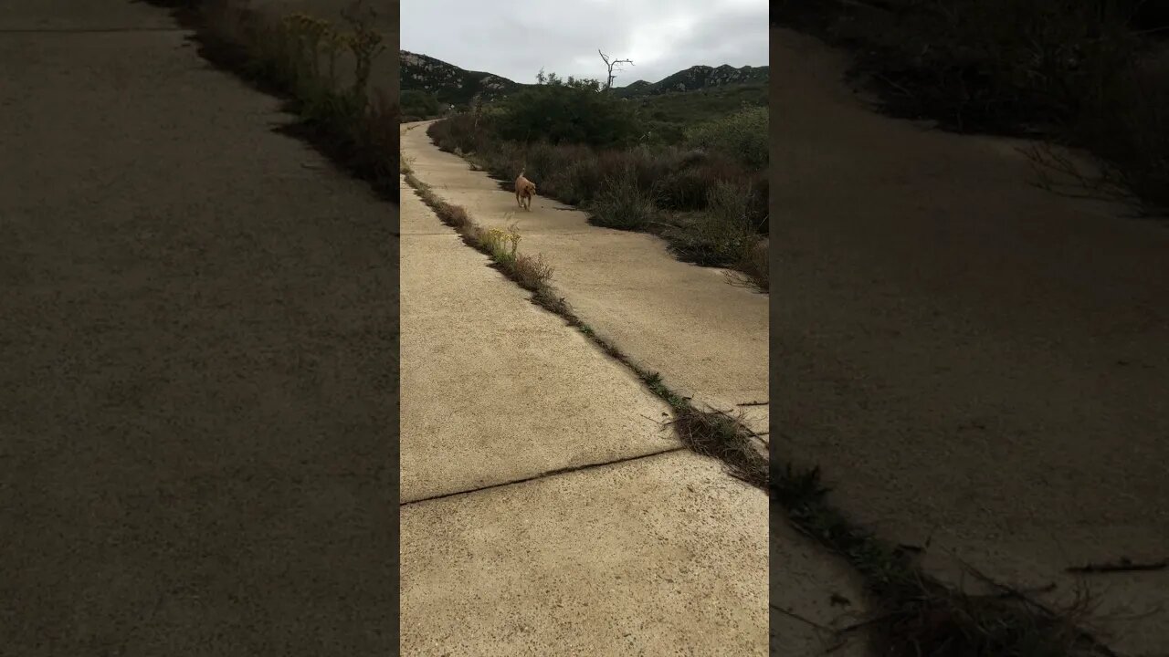 The Good Old Boy Out For A Stroll