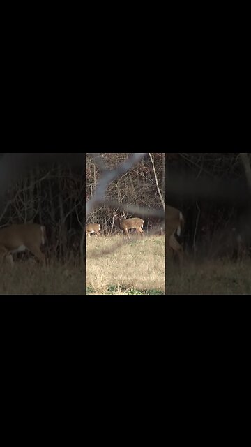 Bucks don't eat during the rut || Whitetail Myths #deer #deerhunting #hunting #biology #shorts