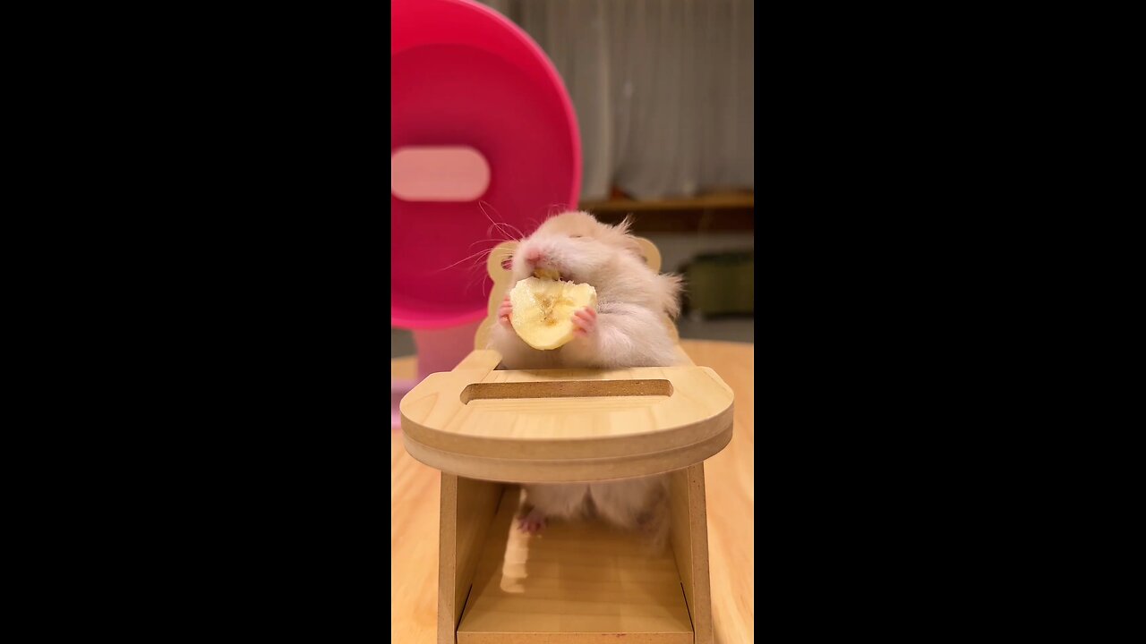 cute hamster