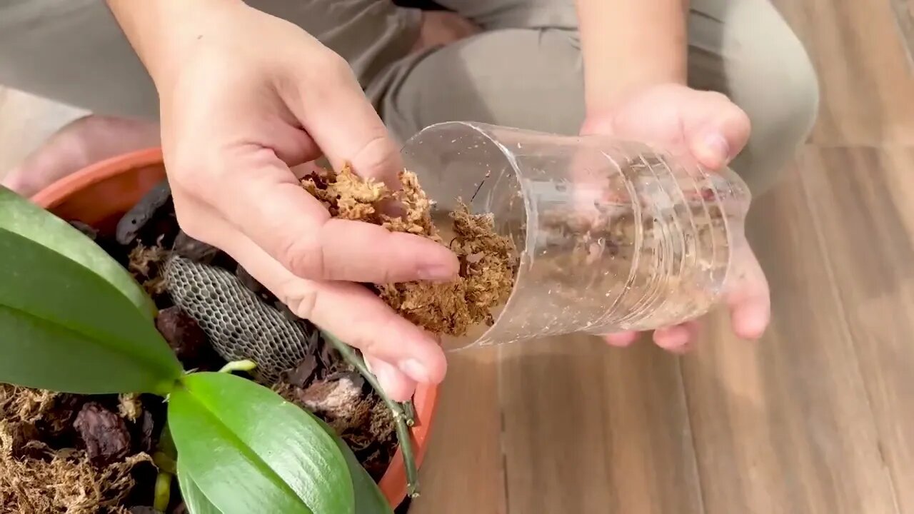 How to make and take care orchids at home