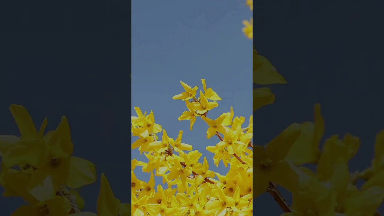 #flowers