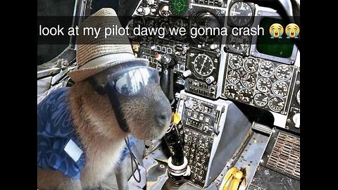 Fish funny video 🐠🐟