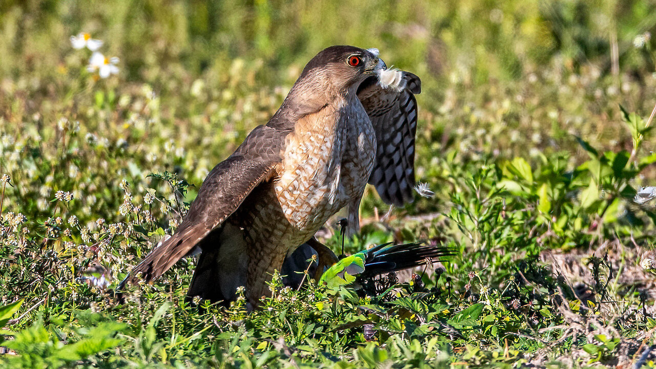 A Cooper’s Hawk brings down a Monk Parakeet for dinner.