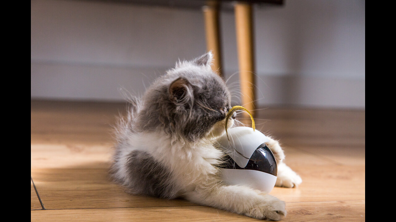 Robot Cat Toy Allows You To See & Talk To Your Pet Anywhere