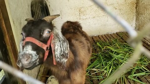 Como está o nosso Bodinho?