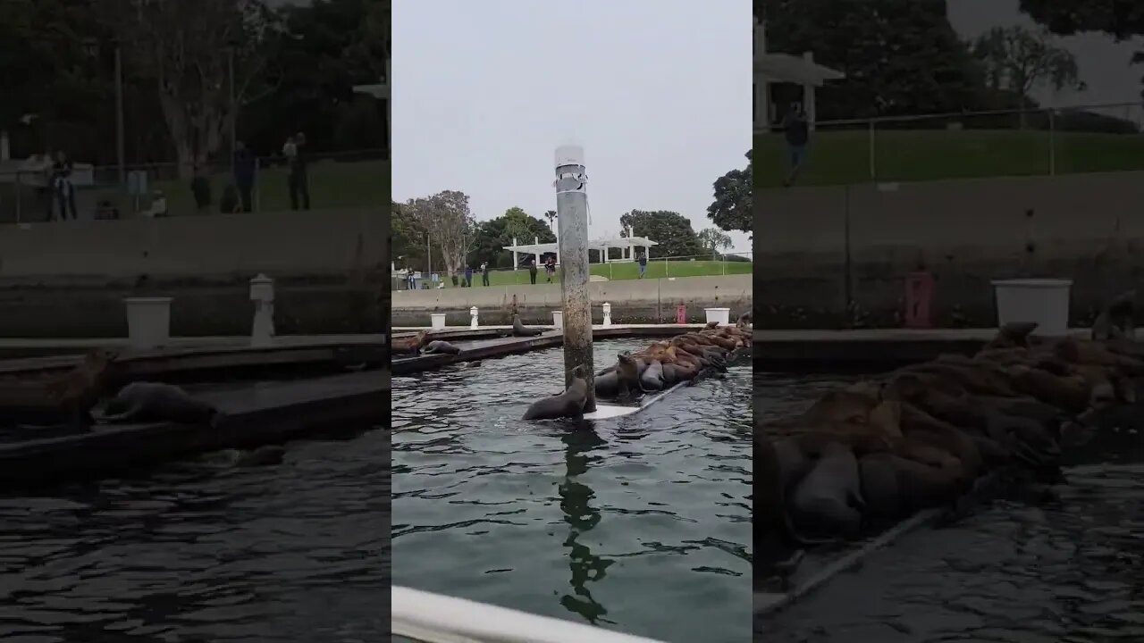 California Sea Lions won't let me dock the boat #fishing #sealions #ocean #california #marina