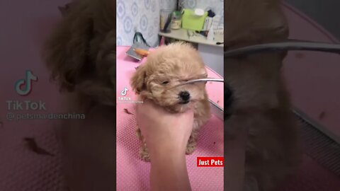 I can see #tiktok #cute #shorts #funnyvideos #viral #funnyanimals