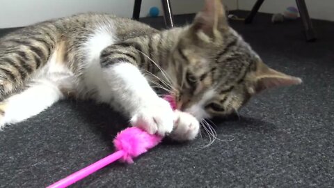 I Play With the Pink Mouse