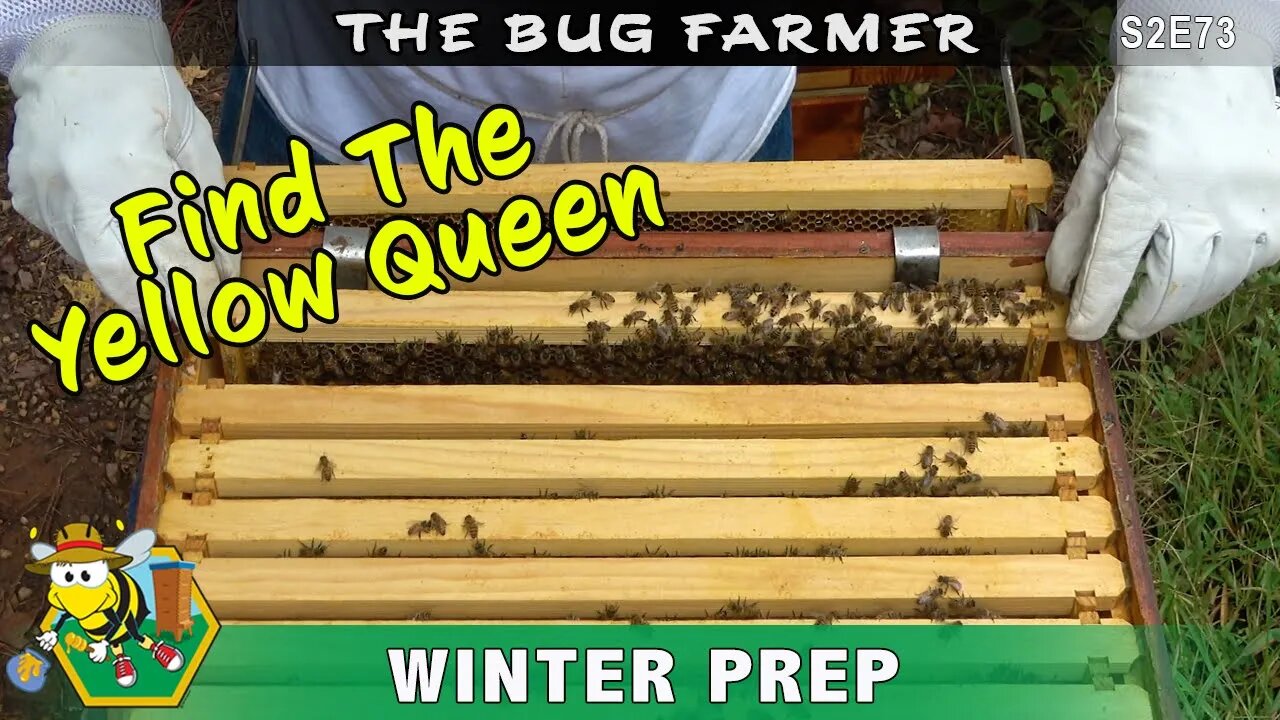 Find the Yellow Queen - Winter beehive preparation continues as I hunt for the Yellow Queen.