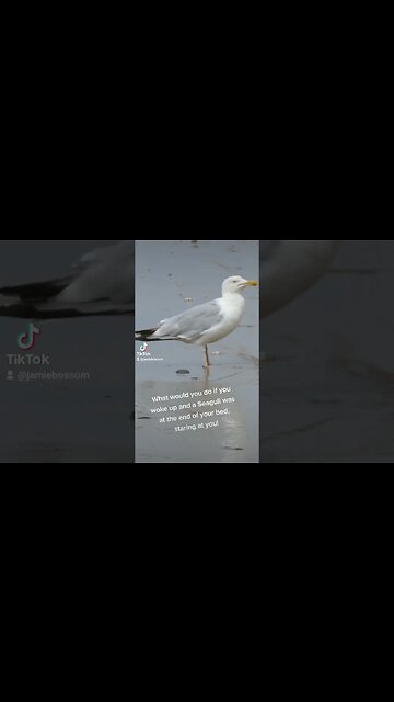 Seagull in your bed?