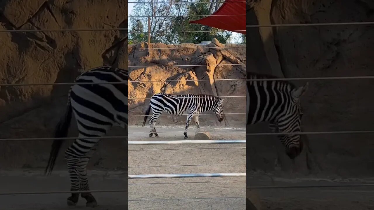 San Diego Zoo CHEETAH, ZEBRA, GIRAFFE #shorts #sandiegozoo #cali