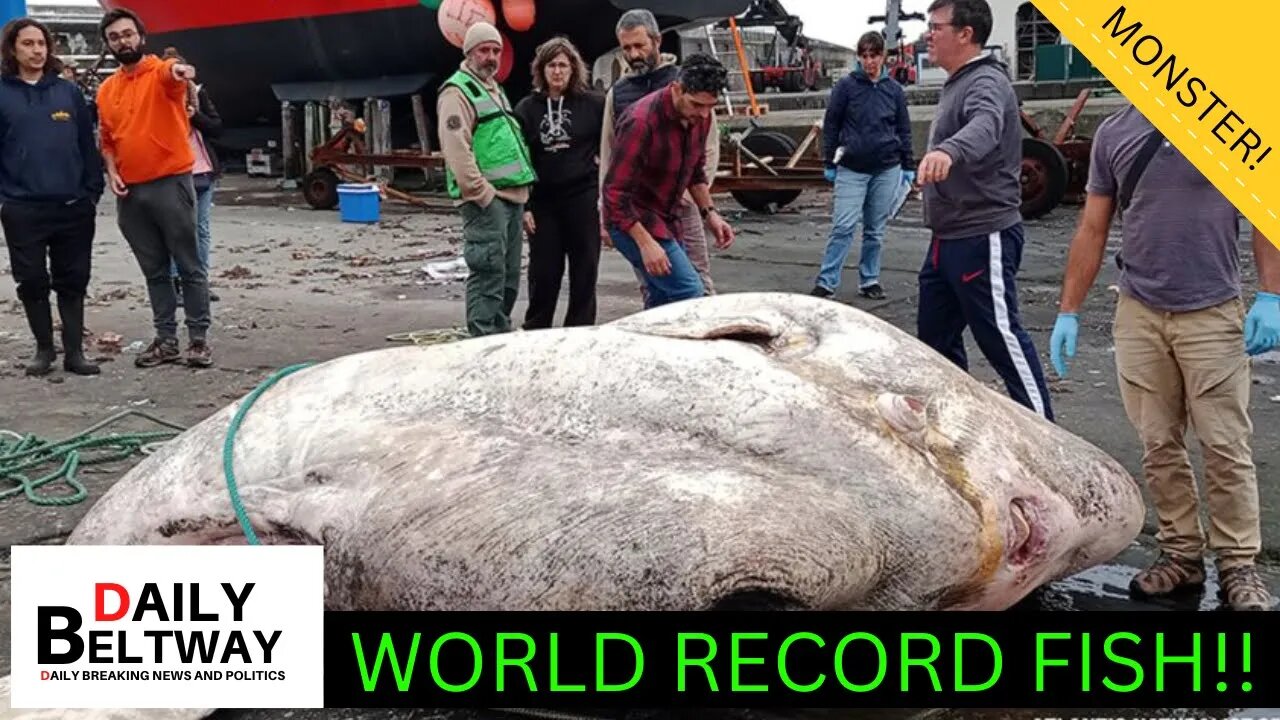 SWIMMERS BEWARE: 6000 LB Monster Fish Caught In Atlantic Ocean