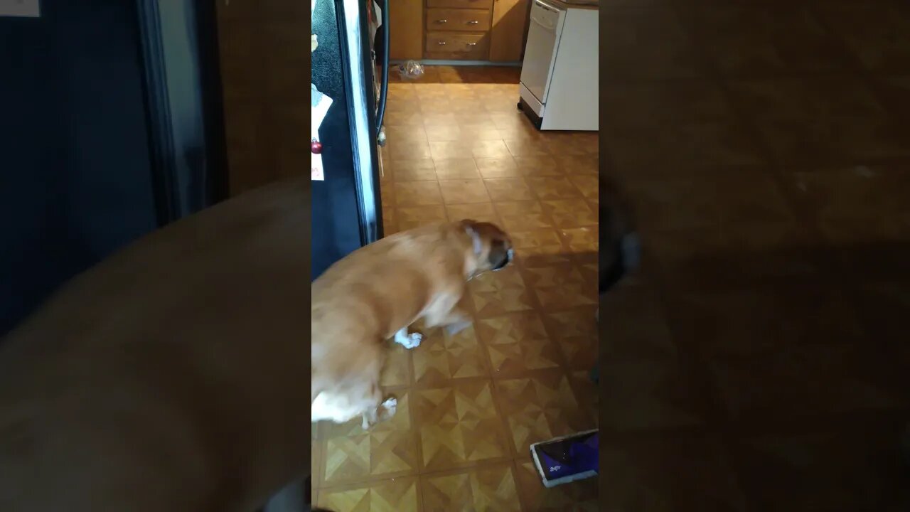 another calm morning with the puppies β€πΆπππ€£ππ