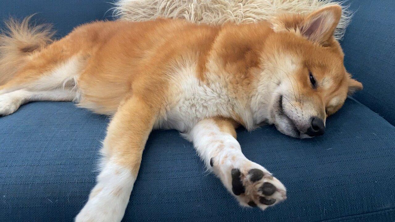 A Snoozed Doge