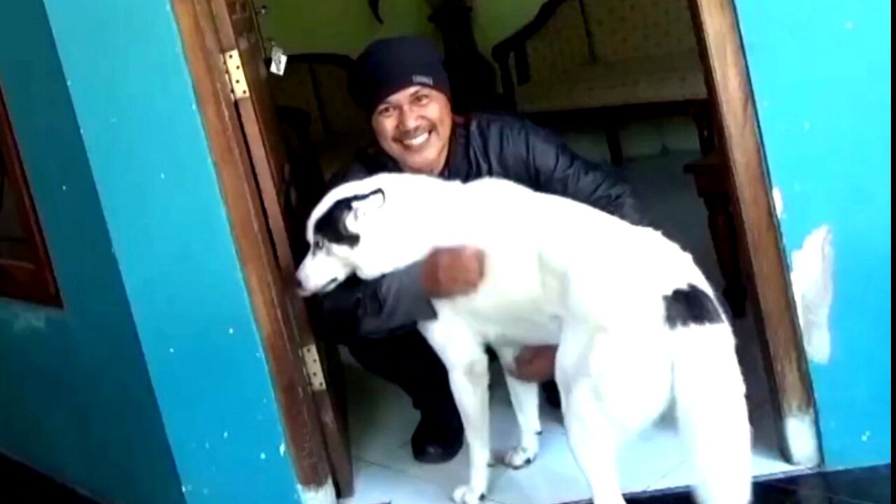 The siberian husky is moved and happy when it welcomes its long-lost owner