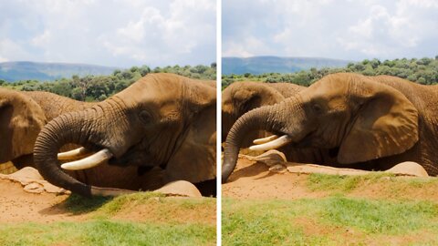 Two giant elephant eating together