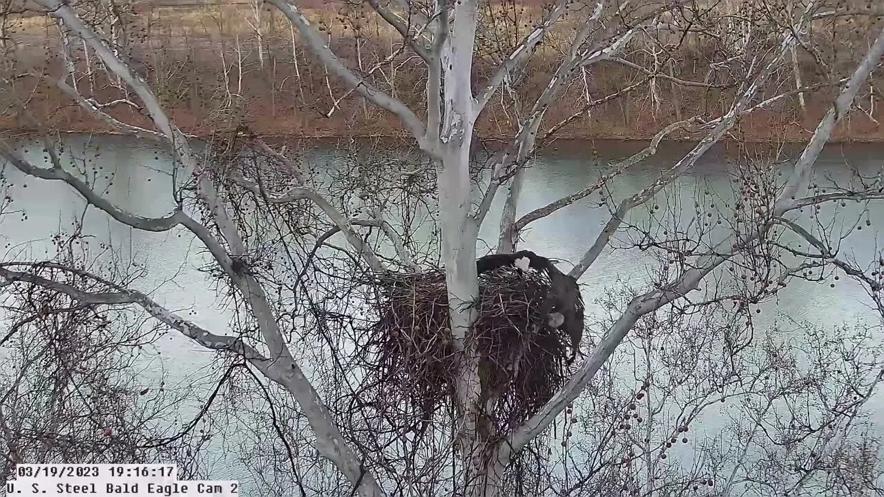 USS Eagles - Adult Intruder in nest; Irvin sends it over the side (Cam 2) 2-19-23 @19:16