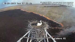 Time lapse captures stork's nest overlooking massive fire