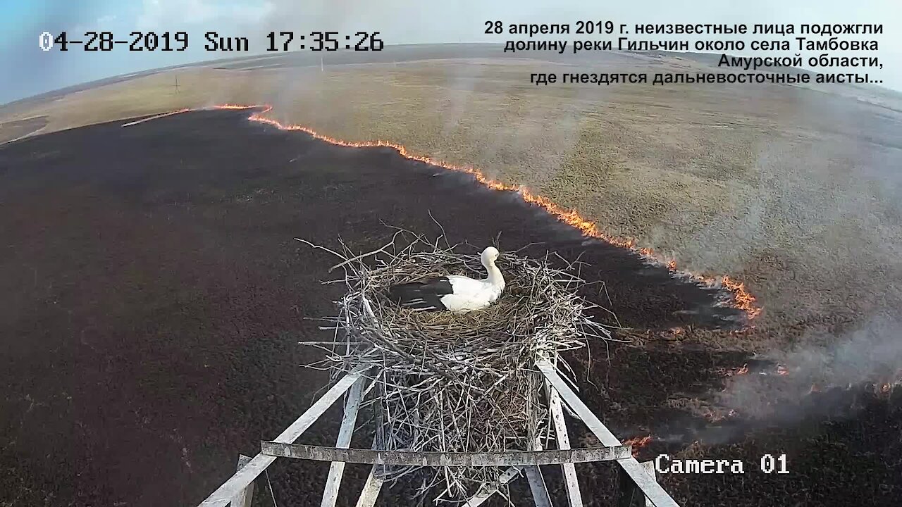 Time lapse captures stork's nest overlooking massive fire