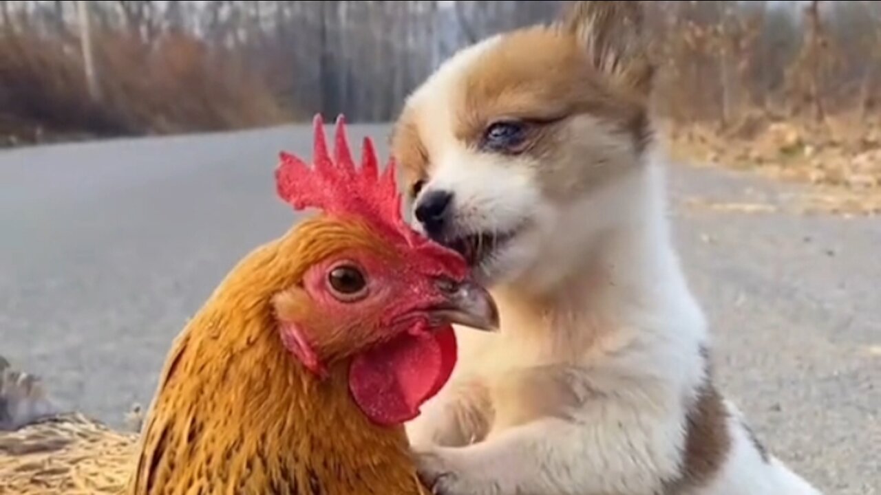 dogs and chickens are friends full of affection