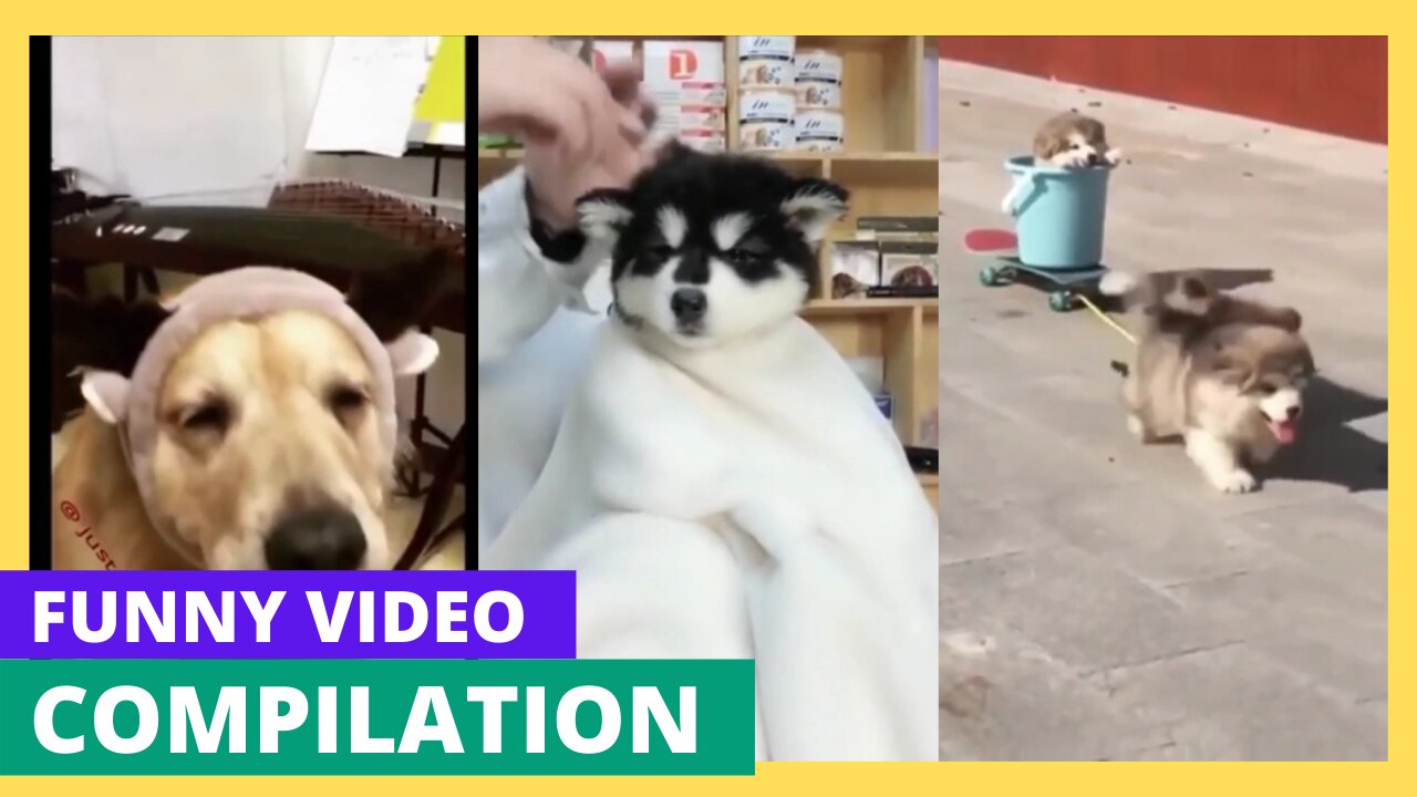 Funny dogs and puppies video compilation