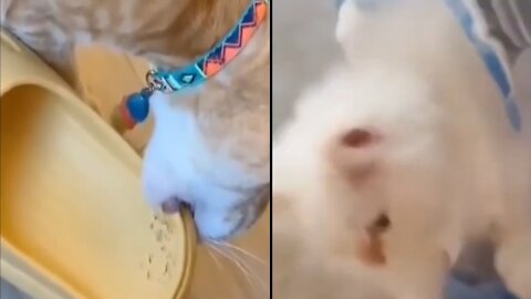 Cat stealing food in package! It's so cute! 🥰