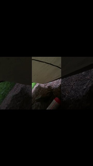 Slug Invasion (Real)