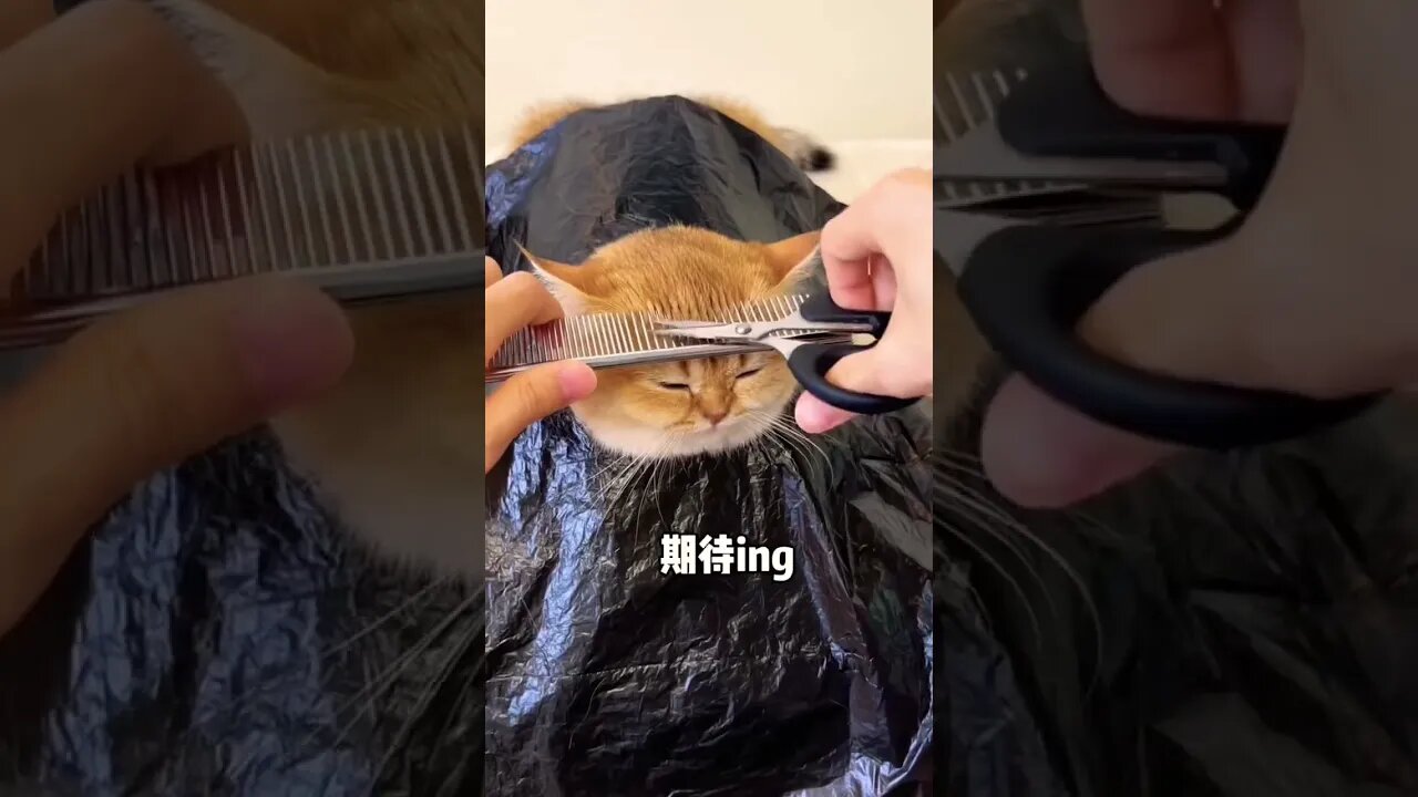 Show you how to give your cat a haircut𤣠#shorts #animals #funny #ytshorts #cats #dogs #pets