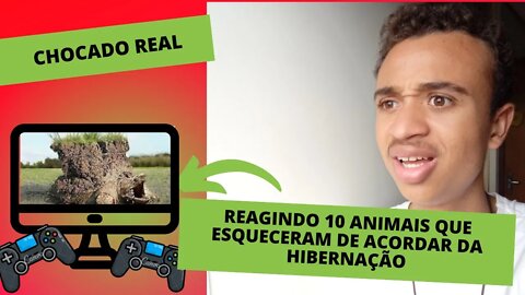 Reagindo 10 Animais Que ESQUECERAM de ACORDAR da HIBERNAÇÃO
