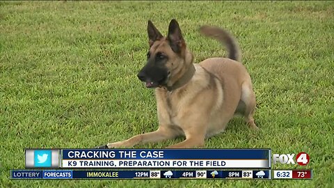 Cracking the Case: Paws on Patrol