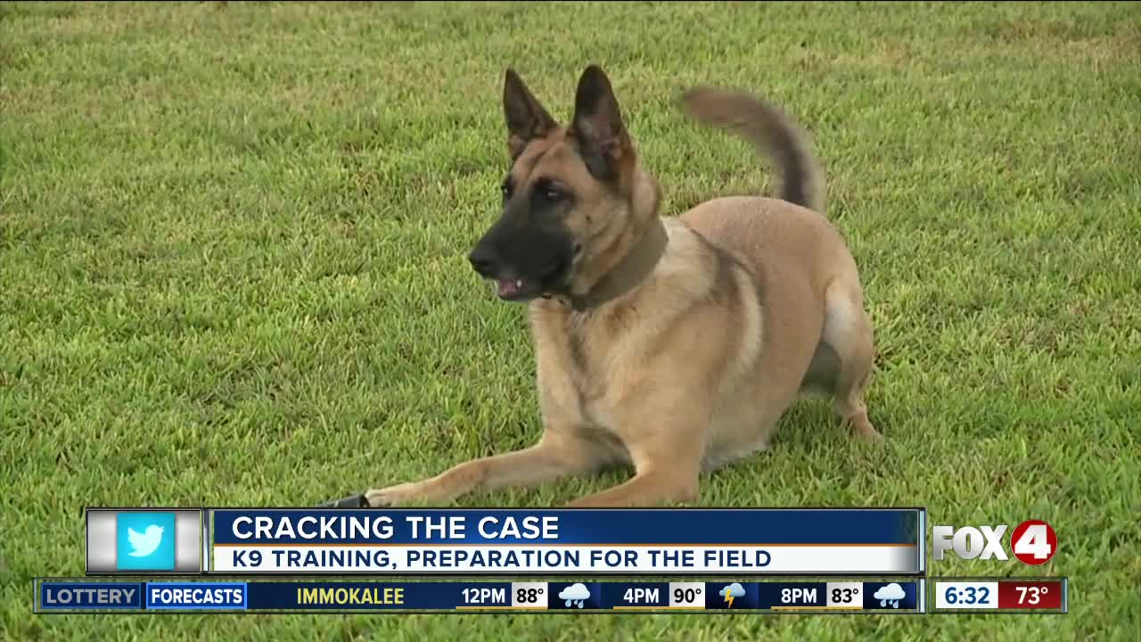 Cracking the Case: Paws on Patrol