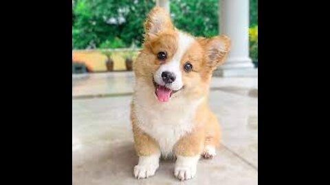 Cute Corgis