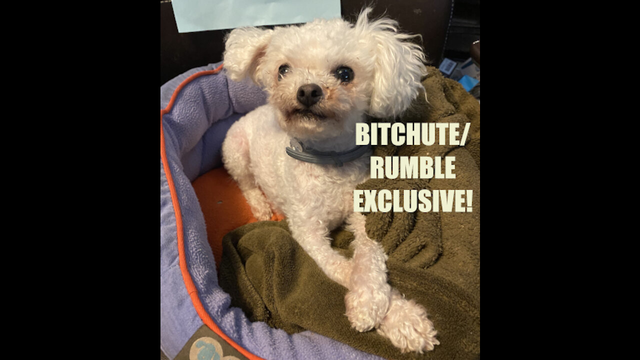 Rumble/Bitchute Exclusive Hot Take: Forbidden COVID News!