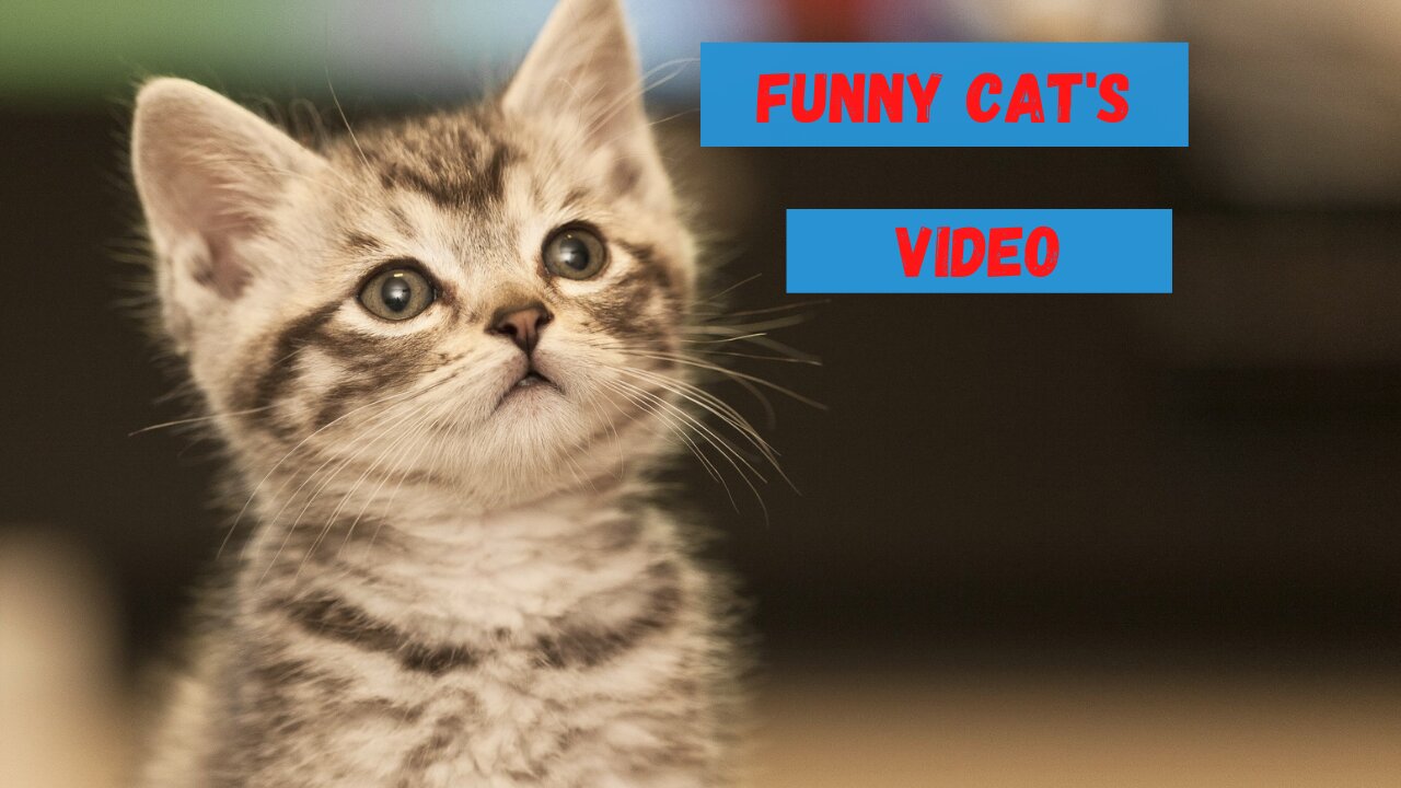 Funny Cats videos # 15